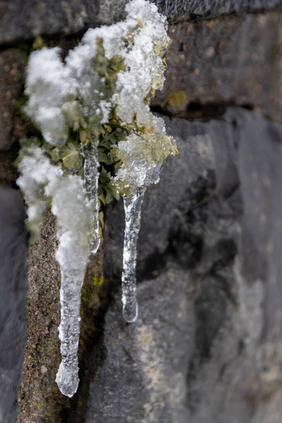 Long icicles hanging at a stone wall from green leaves and dripping water as icicle macro and snowy winter after a blizzard and frosty temperatures melting with water drops winter time frozen nature - Photo, Image