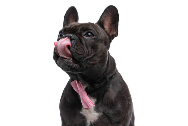 lindo bulldog francés lamiendo su nariz, usando una corbata rosa y mirando hacia otro lado contra fondo blanco - Foto, Imagen