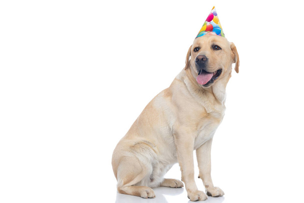 прелестная собака лабрадор ретривер сидя в одну сторону и глядя на другую, в шляпе день рождения  - Фото, изображение