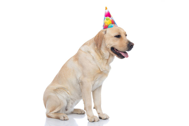side view of a cute labrador retriever dog panting and wearing a birthday hat on white background - Foto, immagini