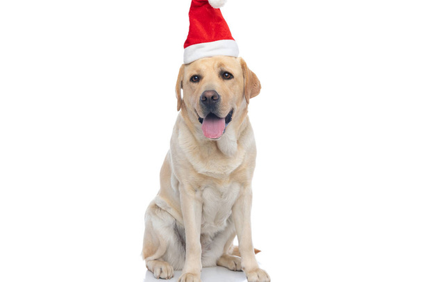 sweet labrador retriever dog sticking out tongue and wearing a christmas hat against white background - Foto, Imagem