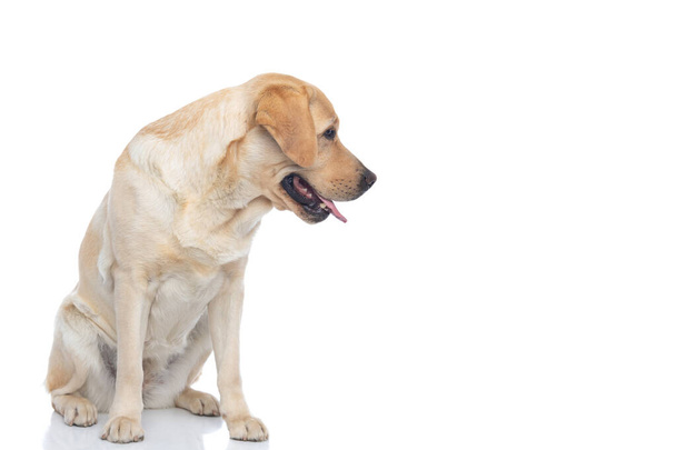 roztomilý labrador retrívr pes sedí na kameře a dívá se na jeho straně na bílém pozadí - Fotografie, Obrázek