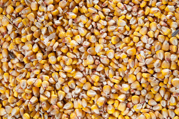 Semillas de maíz fondo / Fondo agrícola - Foto, Imagen