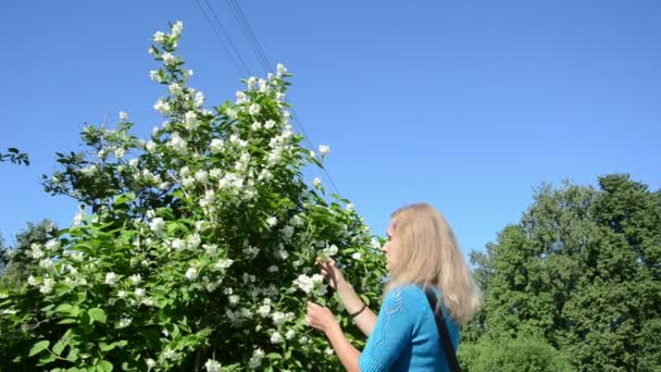 Mujer recoger jazmín florece
 - Imágenes, Vídeo