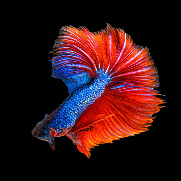 Movement beautiful of colorful siamese betta fish or half moon betta splendens fighting fish in thailand on black color background. underwater animal or pet concep - Photo, Image