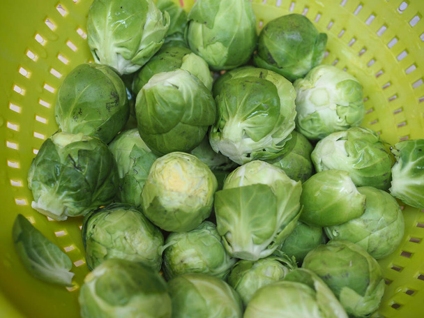cavoletti di Bruxelles cavoli verdure cibo vegetariano (nome scientifico Brassica oleracea) - Foto, immagini