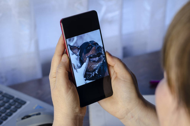 Μια ενήλικη γυναίκα που κάθεται στο γραφείο της κοιτάζοντας ένα πορτραίτο ενός σκύλου στο smartphone της. Μια μεσήλικη γυναίκα. Πορτρέτο ενός Rottweiler με ένα κλαδί στο στόμα του το χειμώνα. Πυροβολισμός από πίσω. Επιλεκτική εστίαση. - Φωτογραφία, εικόνα