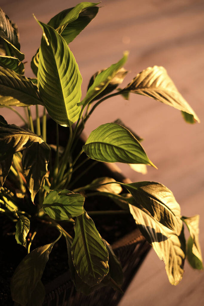 Ανθός Σπάθιφυλλου φωτισμένο από τις ακτίνες του ήλιου. πράσινο ανθοφόρο φυτό. τα λουλούδια στο σπίτι νοιάζονται. spathiphyllum σε ένα κοντινό δοχείο - Φωτογραφία, εικόνα