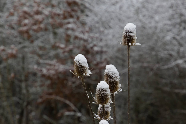 Дикий тизель, покрытый снегом зимой, также называемый Dipsacus fullonum или wilde karde - Фото, изображение
