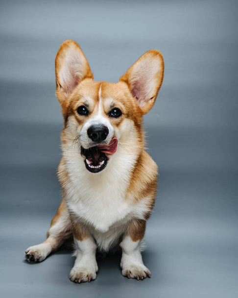 ute licking welsh corgi pembroke dog at grey background in studio - Фото, изображение