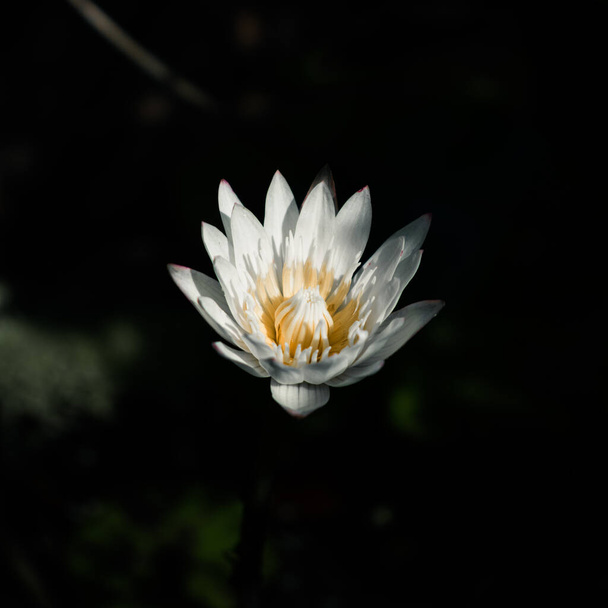 Nymphaea Daubenyana is a beautiful water lily flower, pond close up macro. - Photo, Image