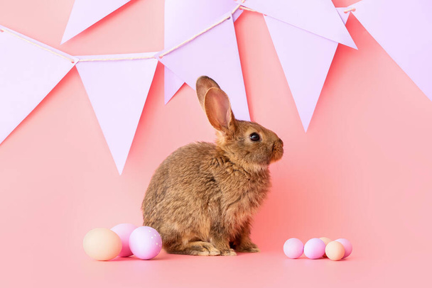 Cute fluffy rabbit with Easter eggs on color background - Fotoğraf, Görsel