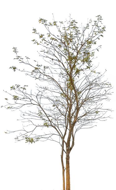 Самотнє дерево має дуже мало листя. На білому тлі
 - Фото, зображення
