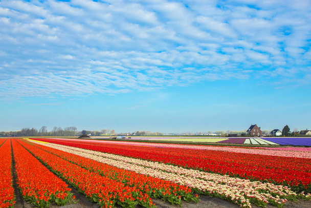Campo di tulipani primaverili. Luminosi tulipani colorati fiori primaverili. Bellissimo sfondo floreale naturale. - Foto, immagini