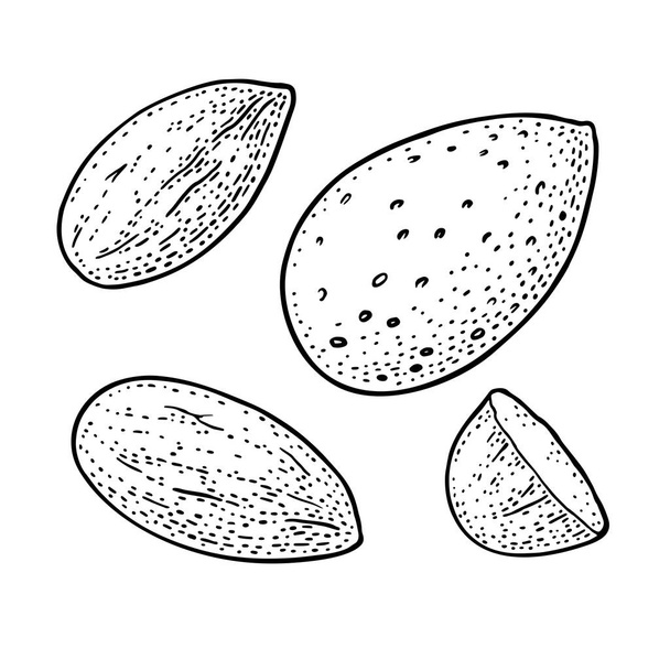 Whole and half half almonds nuts with and without shell. Vector engraving - Vector, imagen