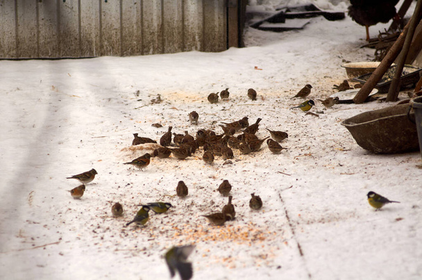 Grote groep mussen die zaden eten in de sneeuw - Foto, afbeelding