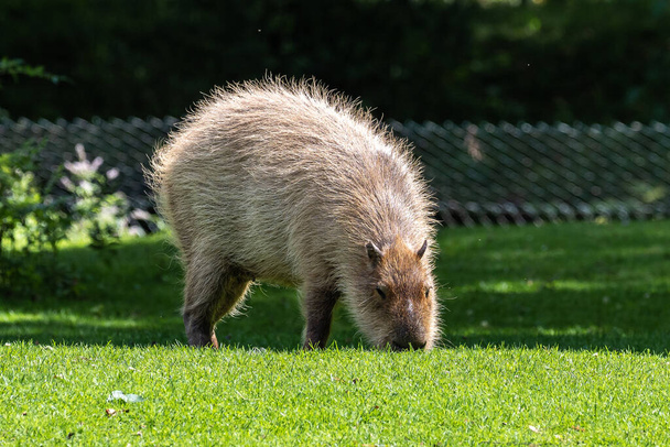 El capibara, Hydrochoerus hydrochaeris es un mamífero nativo de América del Sur. Es el roedor vivo más grande del mundo. - Foto, imagen