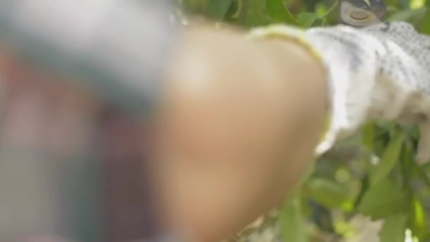 Gärtnerin in Stoffhandschuhen schneidet die Blätter der Assam-Zitrone mit der Gartenschere. Biologisches Gärtnern. - Filmmaterial, Video