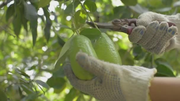Hände einer Gärtnerin in Stoffhandschuhen schneiden die Blätter der Assam-Zitrone mit einer Baumschere. Biologisches Gärtnern. - Filmmaterial, Video