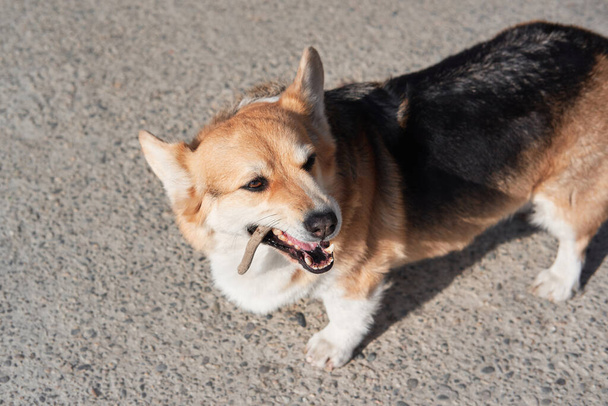 Welsh corgi Pembroke tricolor walks in nature and nibbles on tree branch. Charming corgi on walk. English Queens dog. - Photo, Image