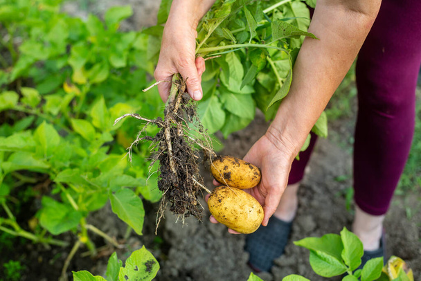 Фермер збирає свіжу, біологічну картоплю у своєму величезному саду, сільськогосподарську концепцію
 - Фото, зображення