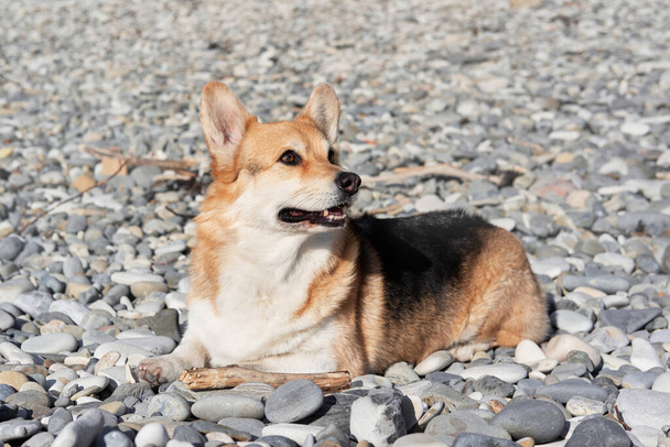 La plus petite race de chiens de berger. Corgi gallois Pembroke tricolore se trouve sur la plage de galets de la mer et les morsures bâton. Charmant corgi en promenade. Chien Queens anglais. - Photo, image