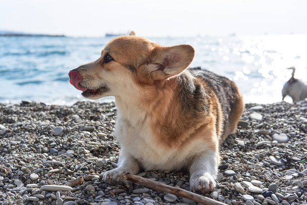 Najmniejsza rasa psów pasterskich. Welsh corgi Pembroke tricolor leży na żwirowej plaży morza i gryzie kij. Urocze corgi na spacerze. Angielski pies Queens. - Zdjęcie, obraz