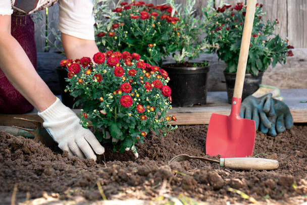 Weibliche Hände mit schützenden Gartenhandschuhen pflanzen im Frühling oder Sommer im Freien Blumen im Garten. Gartenbau und Gartenbau - Foto, Bild