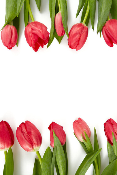 pink tulips isolated on white background - Φωτογραφία, εικόνα