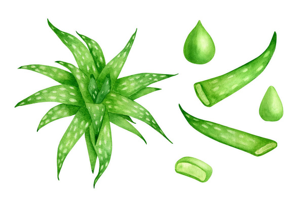 Watercolor aloe vera plant set. Hand drawn fresh green succulent medicinal herb, aloe juice drop, sliced leaves isolated on white background. Botanical illustration for cosmetics, package, skin care. - Photo, Image