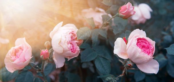 Czułe różowe róże w ogrodzie na tle ciemnych liści, stonowany efekt. - Zdjęcie, obraz