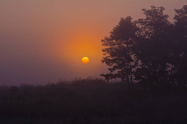 Natural background in red tones with sunrise in the fog and silhouettes of trees for design. - Photo, Image
