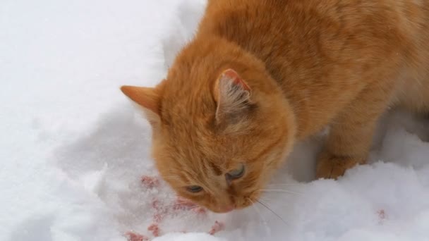 Beautiful ginger cat with a torn ear and in a red collar eating a piece of sausage in the snow on a winter day close up view - Footage, Video