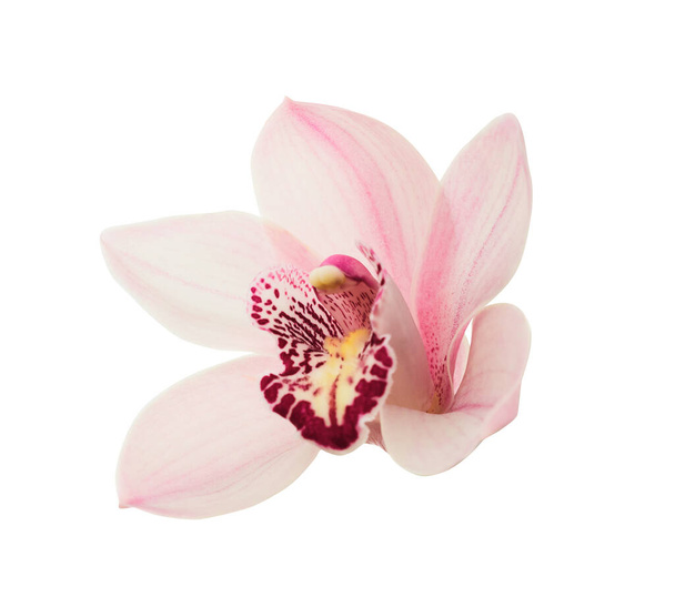 Pink orchid. Lovely tropical flower isolated on white. Save path. - Foto, Imagem