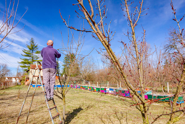 L'agriculteur taille les branches des arbres fruitiers dans le verger à l'aide d'élagueurs au début du printemps à l'aide d'échelles. - Photo, image