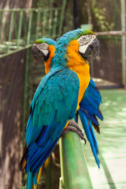 Two big parrots - Photo, Image