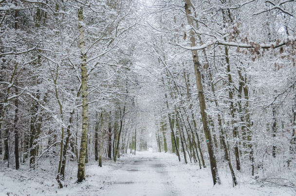 Un camino a través del bosque mágico de invierno, Klanovice, Praga - Foto, Imagen