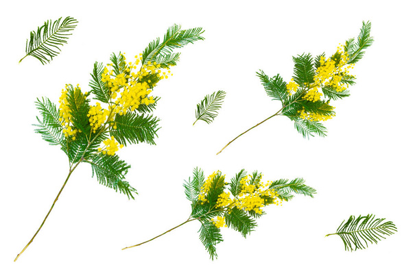 Mimóza. akácfa finom páfránylevelekkel és sárga virágokkal. - Fotó, kép