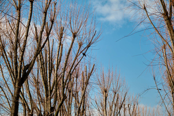Valtavat puut ulottuvat taivaalle. Kuivatut ja kuivuneet oksat. Mustat varikset laskeutuvat isojen puiden oksille. - Valokuva, kuva