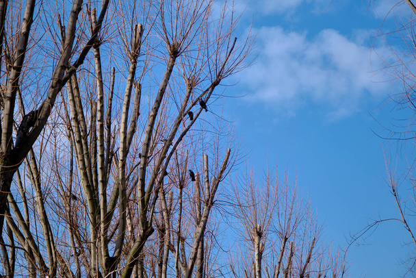 Huge trees extends to sky. Dried and withered branches. Black crows landing on the branches of big trees. - Photo, Image
