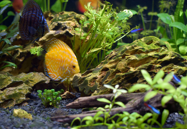 水族館での青と黄色の円盤魚.魚の焦点, symphyodon hybrid. - 写真・画像