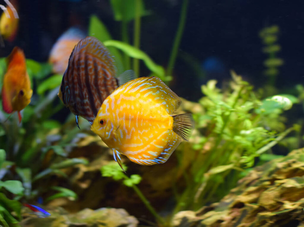水族館での黄色の円盤魚。シンフォドン・ハイブリッド - 写真・画像