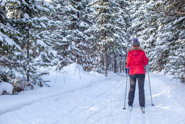 Una chica con una chaqueta roja va a esquiar en un bosque nevado en invierno. La vista desde atrás. Fondo de nieve con esquís entre los árboles. - Foto, Imagen