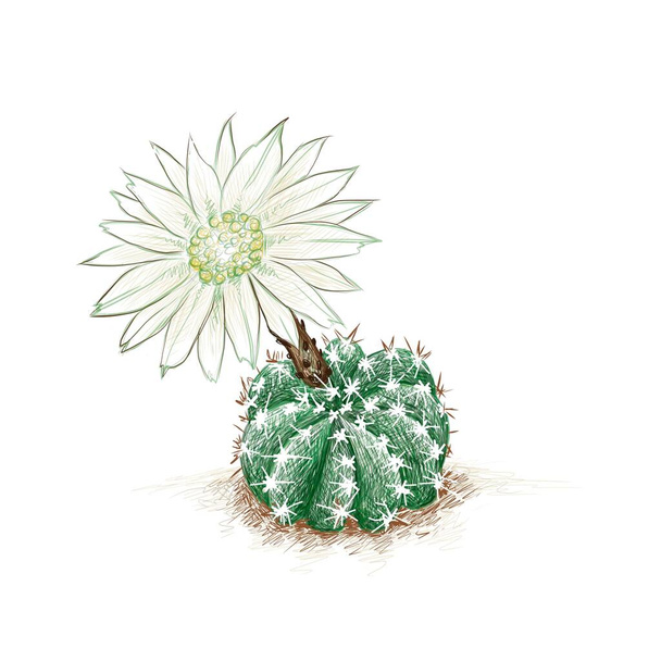 Illusztráció Kézzel rajzolt vázlat Echinopsis Subdenudata, Domino Kaktusz, Éjszakai virágzó sündisznó, Húsvéti Lily Kaktusz fehér virággal. A Succulent növények éles tüskék a kert dekoráció - Vektor, kép
