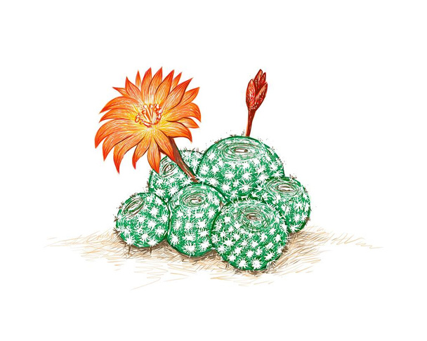 Ilustración Dibujo a mano de Cactus de Rebutia con Flor Naranja. Plantas suculentas con espinas afiladas para la decoración del jardín - Vector, imagen