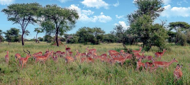Bulutlu bir günde Kenya 'nın çayırlarında antiloplar - Fotoğraf, Görsel