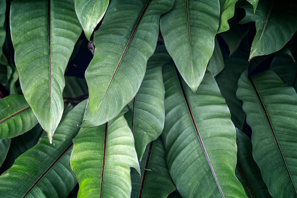 Абстрактно-зеленая текстура листьев, естественный темный тон фона, естественный темный цвет листьев - Фото, изображение