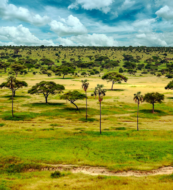 Acacias stromy na keňských loukách s mraky na obloze - Fotografie, Obrázek