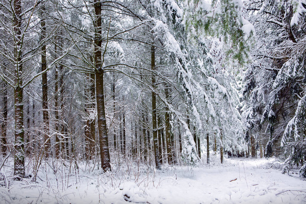Winterlandschaft mit schneebedeckten Bäumen . - Foto, Bild