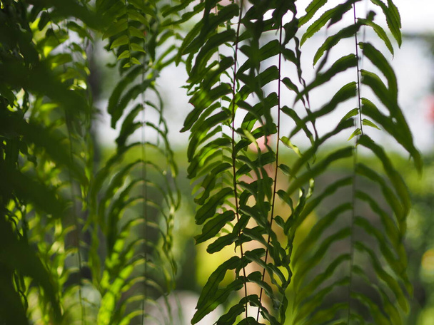 タイガーシダ, LOMARIOPSIDACEAE,ネフロリスsp.品種庭で観賞用植物に植えられ、鉢植えをぶら下げています。ネフロピス・エクサルタータ(L)ショットcv.Bostoniensis Variegata 、緑の葉の背景 - 写真・画像